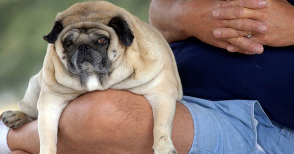 Как бороться с ожирением у собаки: советы по питанию и физическим нагрузкам