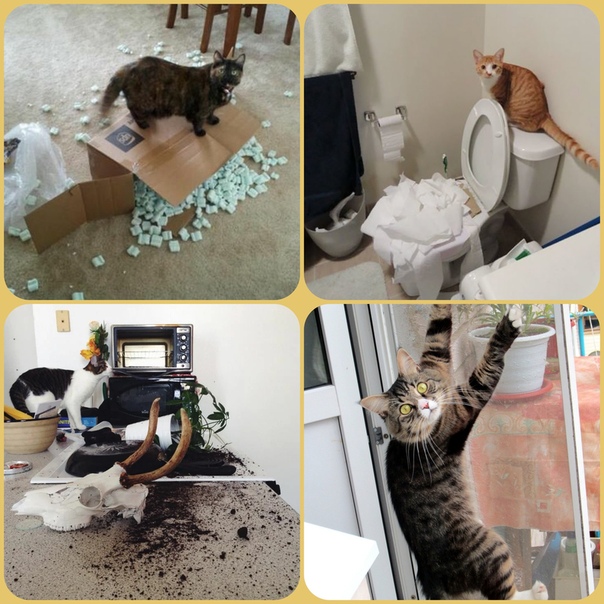 Кого лучше завести одинокой женщине кота или кошку
