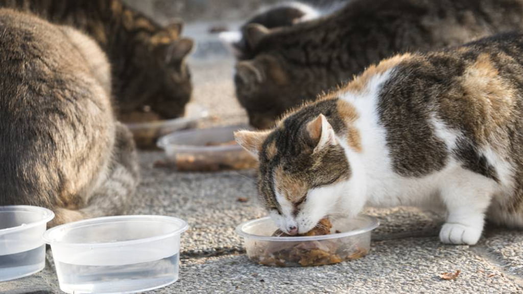 К какой породе относятся дворовые кошки, есть ли у нее название, или они все беспородные: фото и описание уличных котов