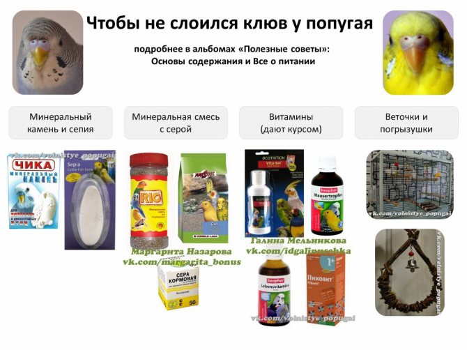 Какие фрукты можно давать волнистым попугаям: едят ли птицы яблоки, гранат, груши, виноград, киви, арбуз, дыню