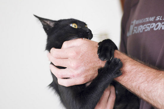 Что делать, если укусила или поцарапала кошка, в том числе, если опухла рука после укуса