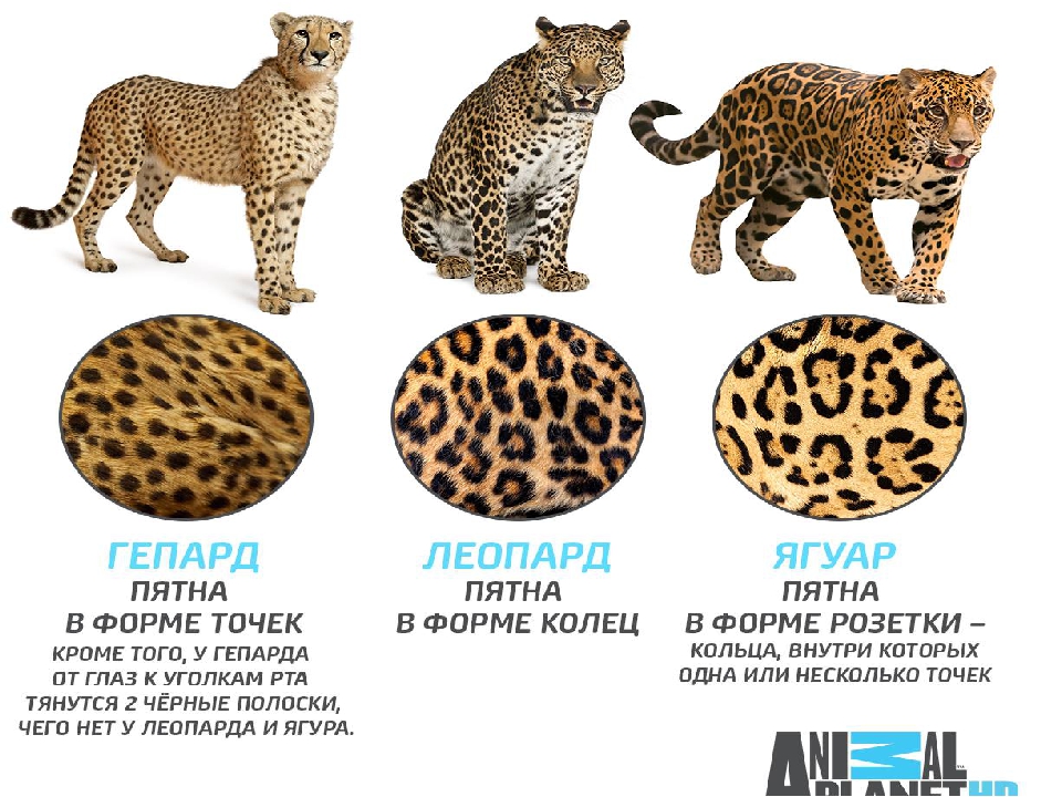 Как называется леопард