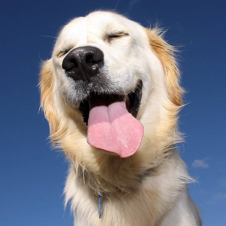 15 занимательных фактов о собаках, которые вас непременно удивят