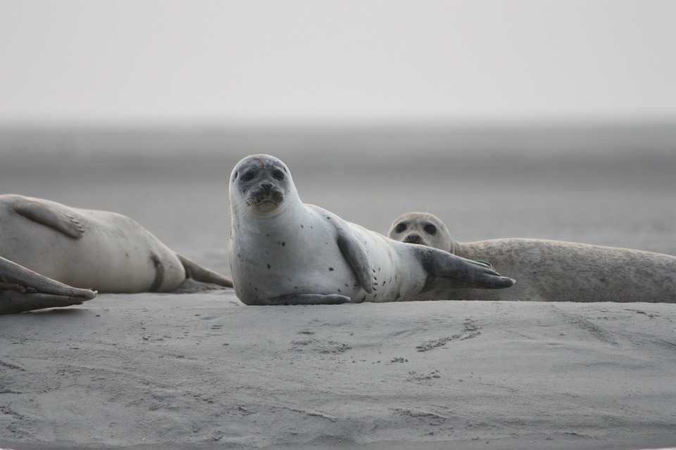 Тюлень животное. описание, особенности, виды, образ жизни и среда обитания тюленя