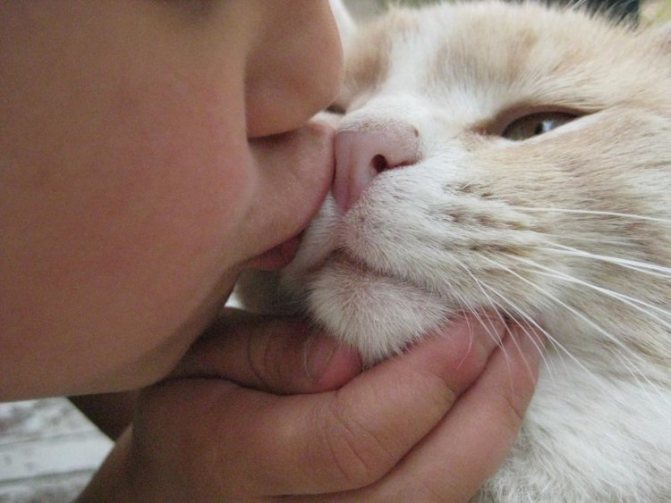 Почему нельзя целовать кошек - заболевание которыми можно заразится - kotiko.ru