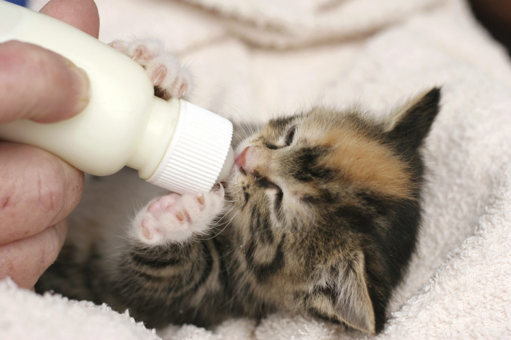 Чем кормить новорожденного котенка? как выкормить его без кошки с помощью заменителя кошачьего молока в домашних условиях?