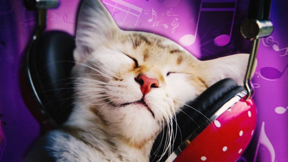 ᐉ как кошки реагируют на музыку? - ➡ motildazoo.ru