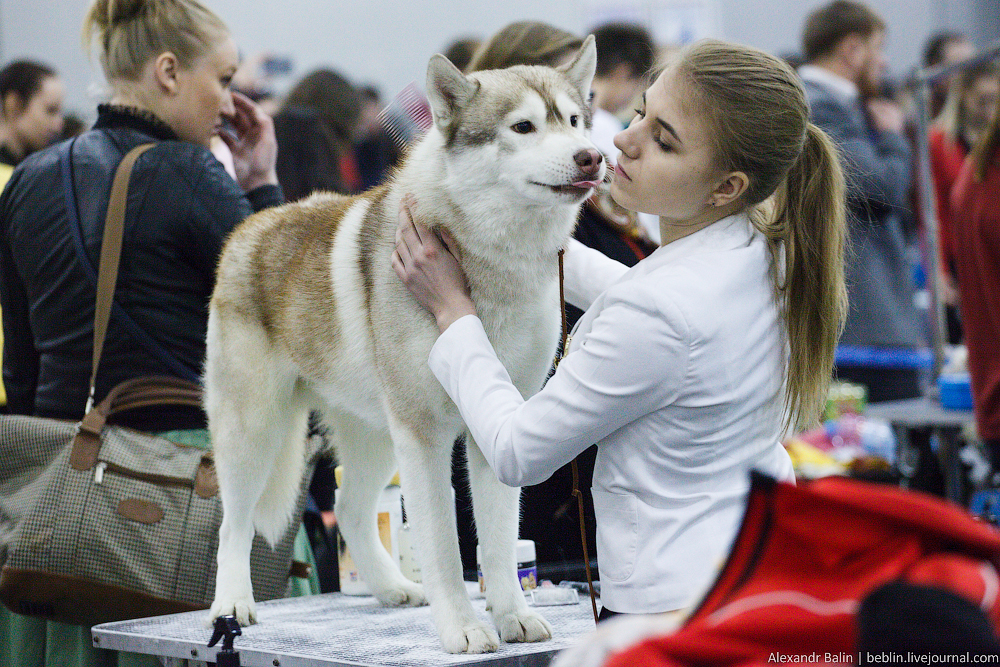 Отчет о ежегодной выставке собак Росток в 2015
