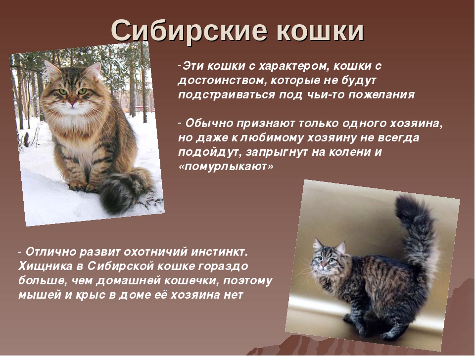 Сибирская кошка ???? фото, описание, характер, факты, плюсы, минусы кошки ✔