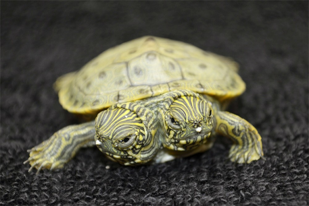 Черепаха логгерхед (фото): как выглядит, где обитает, чем питается и интересные факты