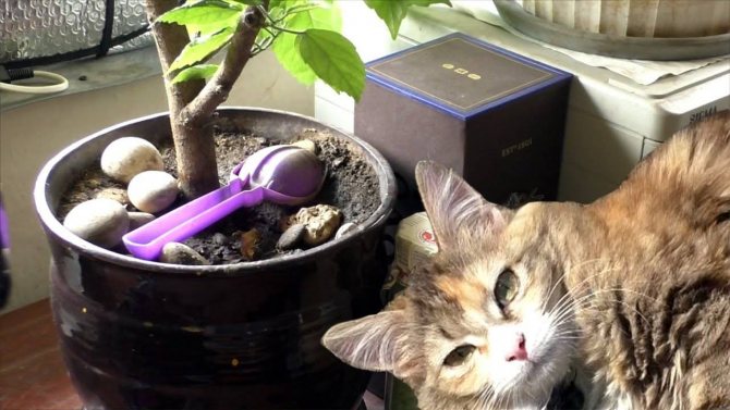 Какой запах отпугивает кошек: что они не любят и не переносят, как отпугнуть кота от мебели, комнатных растений и открытых грядок