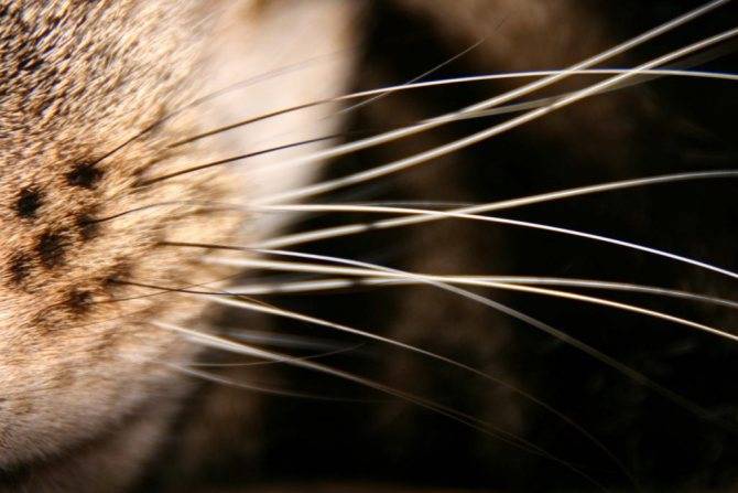 Отрастают ли у кошек усы после стрижки