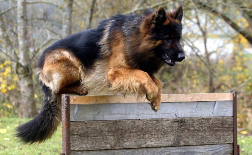 Немецкая длинношёрстная овчарка — описание породы, фото | все о собаках