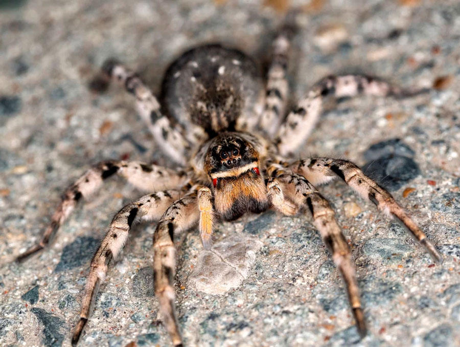 12 интересных фактов о тарантулах
