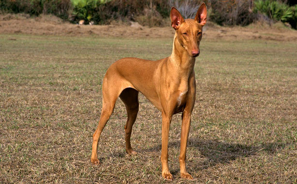 Фараонова собака: фото и описание породы египетских собак, особенности экстерьера и характера