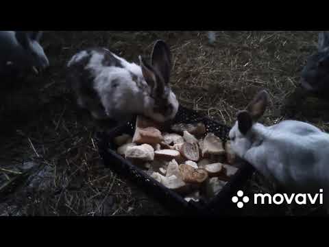 Можно ли давать крапиву кроликам? какую траву можно давать кроликам?