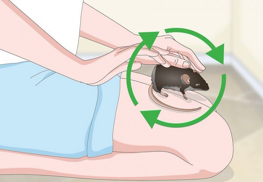 Как приучить крысу к рукам: пошаговая инструкция