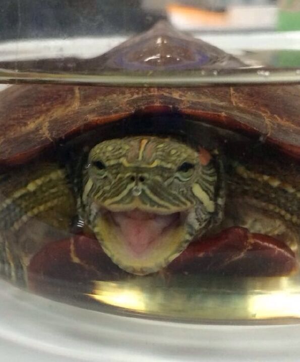 Есть ли у красноухой черепахи зубы фото