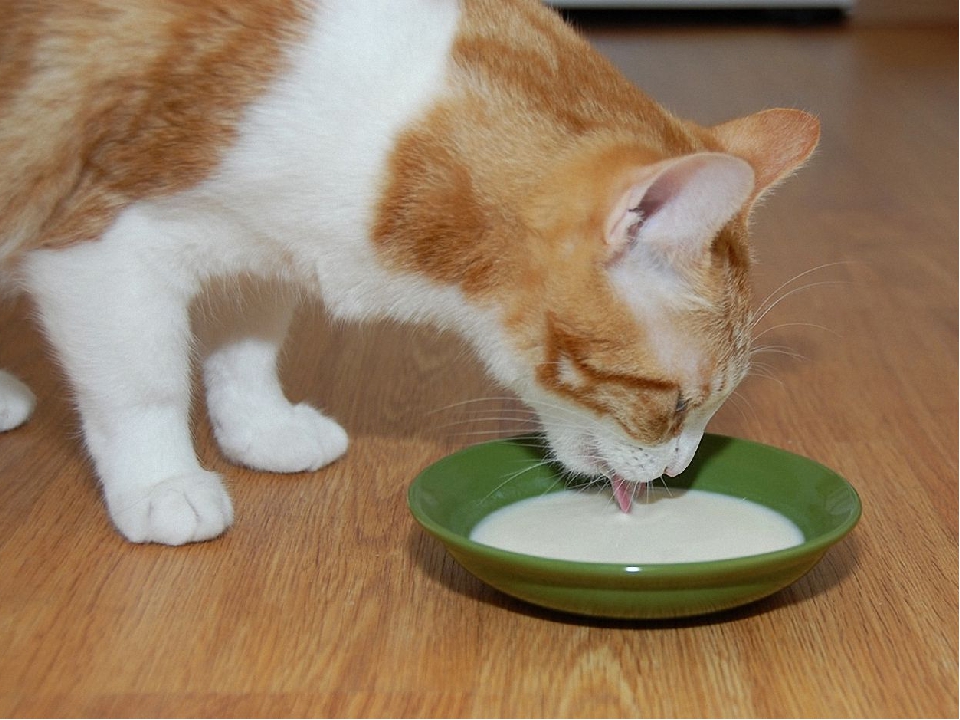 Почему кошка не пьет воду из миски и как её приучить