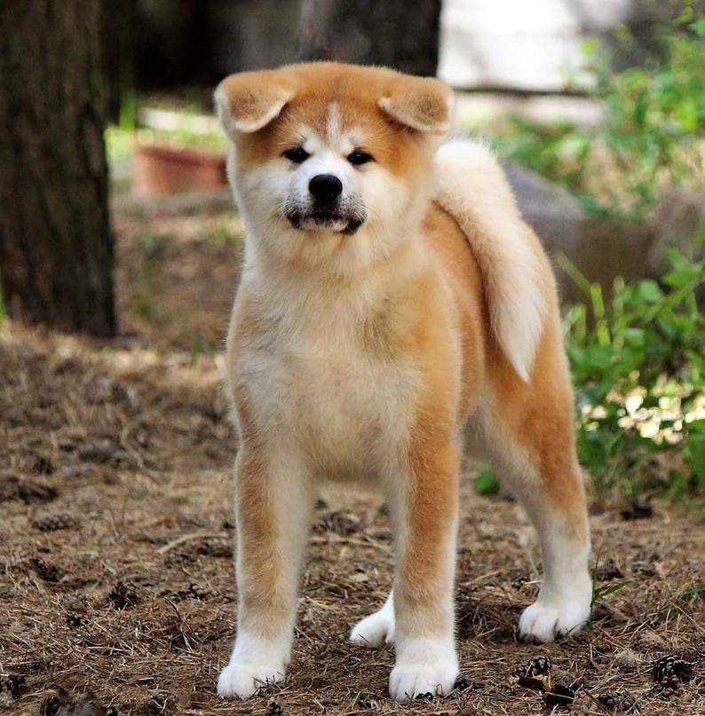 Акита-ину фото, описание породы характер, цена щенка, отзывы владельцев