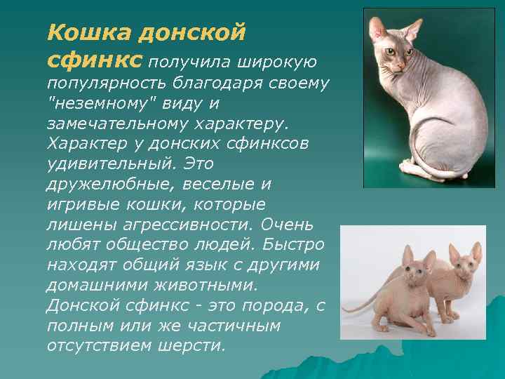 Порода сфинкс петерболд: описание и характер петербургских котов