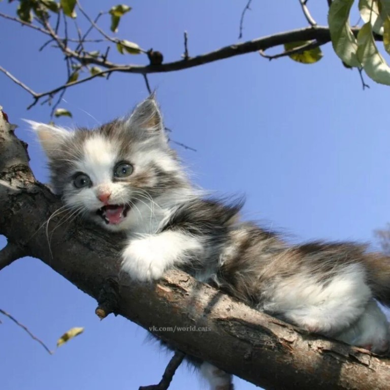 Как снять кошку с дерева, служба снимающая кота с высокого дерева