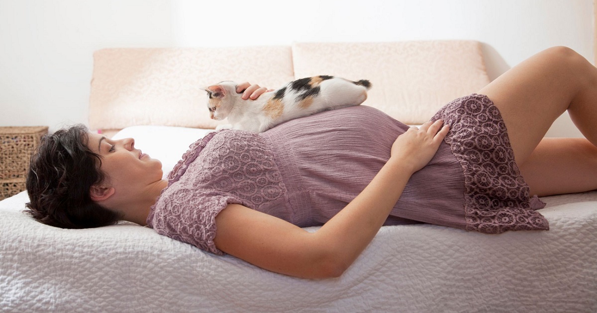 Если кошка спит в вашей постели, что это значит? спать с кошкой – полезно или вредно.