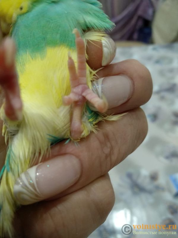 Основные болезни волнистых попугаев, их симптомы и лечение - kotiko.ru