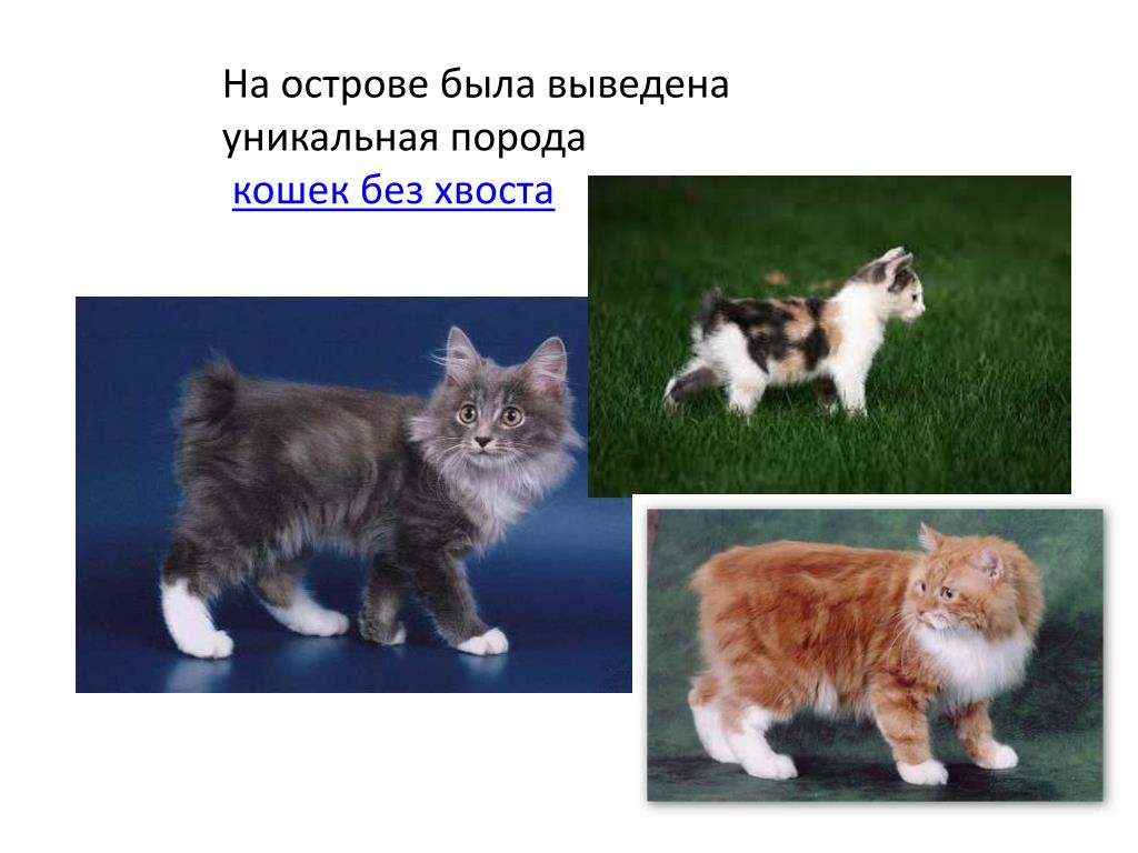 Кошка нибелунг - мир кошек