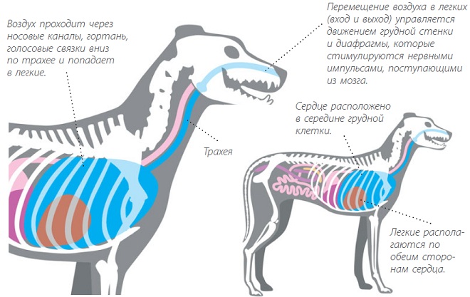 Почему собака часто дышит: норма, причины, возможные недуги