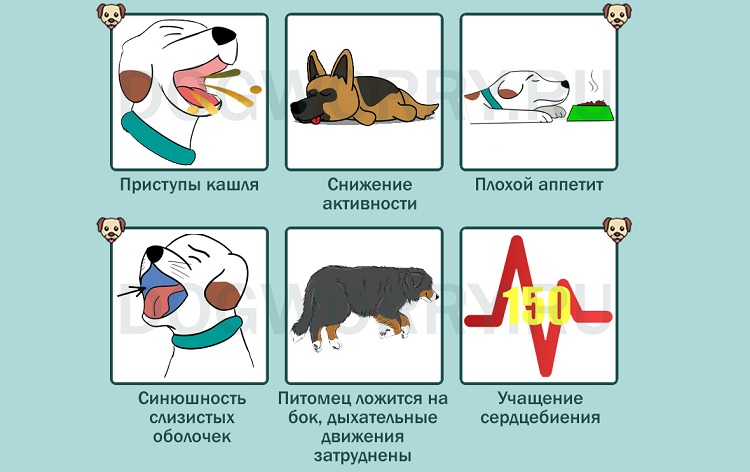 Собака кашляет так, как будто подавилась – что может быть причиной