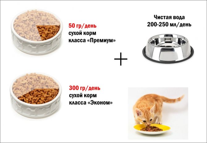 Чем кормить кошку для набора веса
