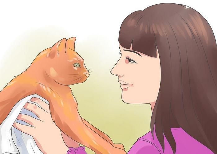 Как приручить дикого котенка, кота или кошку, что делать, если животное тебя боится, как его поймать