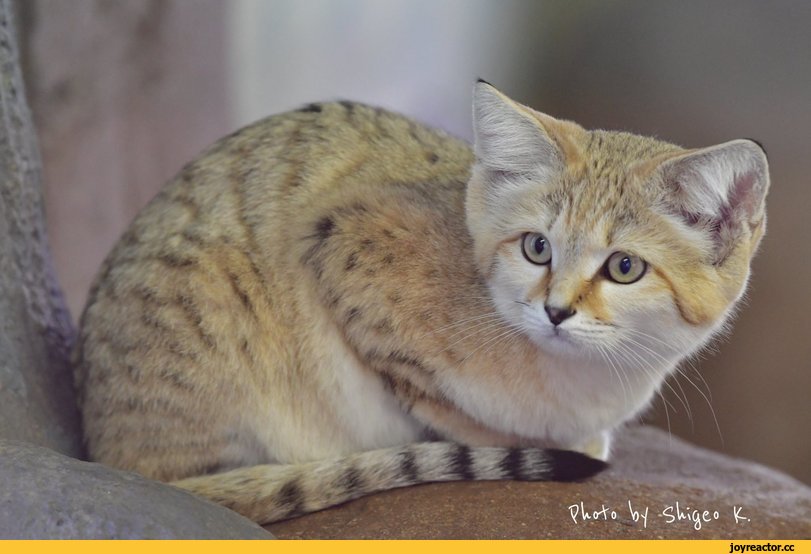 Барханный кот: описание, фото, уход, характер, цена - kisa.su