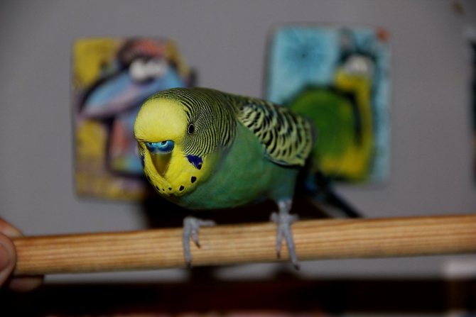 Как дрессировать волнистого попугая в домашних условиях?