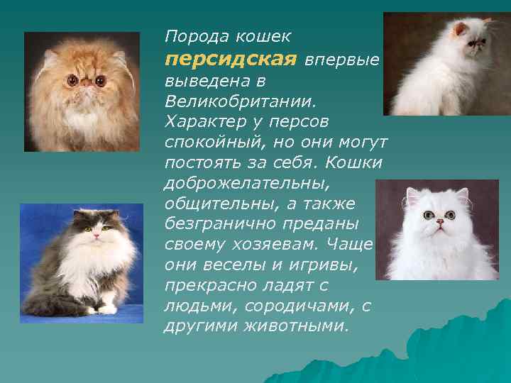 Персидская кошка: фото и описание породы кошки, особенности характера, окрас, цена