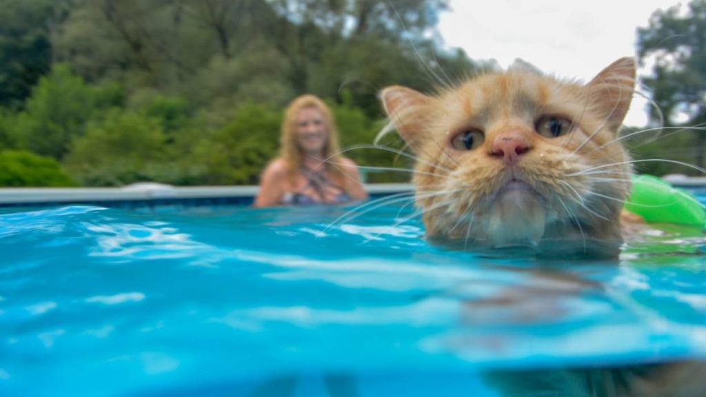 Почему все кошки и коты очень боятся воды и не любят мыться и купаться?