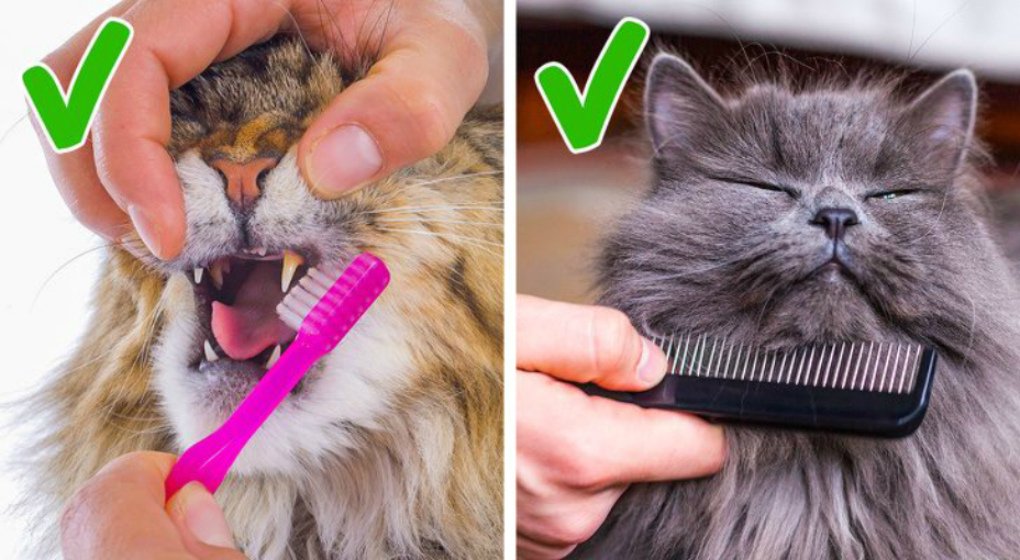 7 ошибок хозяина, которые сокращают жизнь питомцу