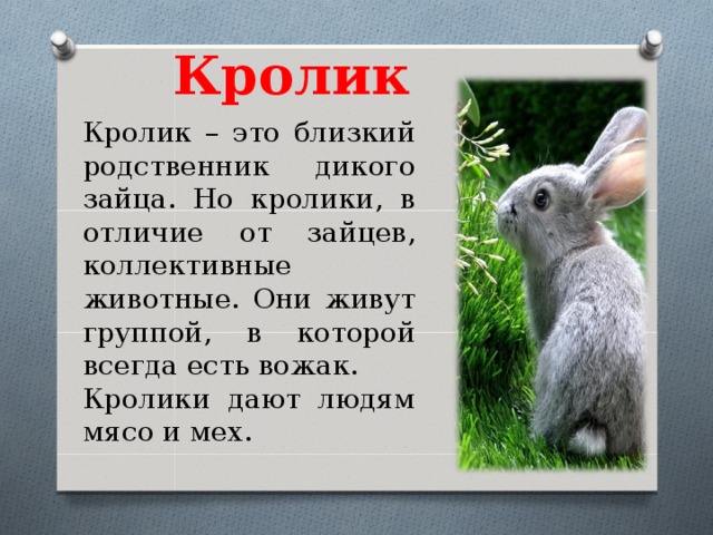 Кролик: содержание, кормление, породы и образ жизни в дикой природе | планета животных
