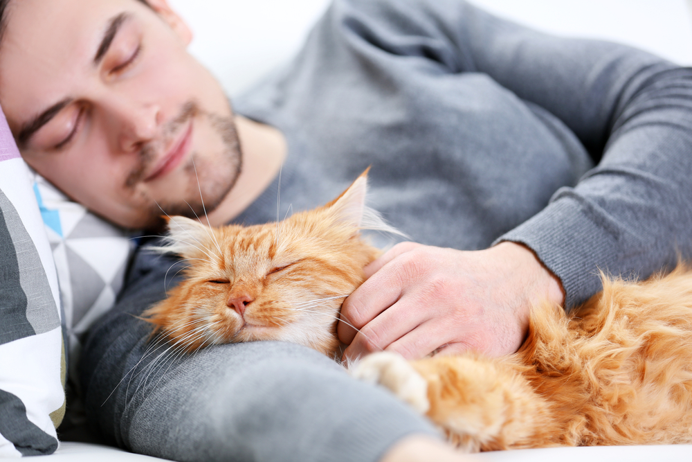 Сколько должны спать кошки и почему они так любят это делать?