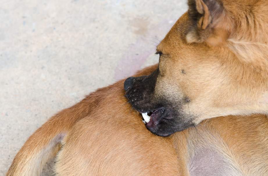 Почему собака кусает свой хвост и нужно ли беспокоится