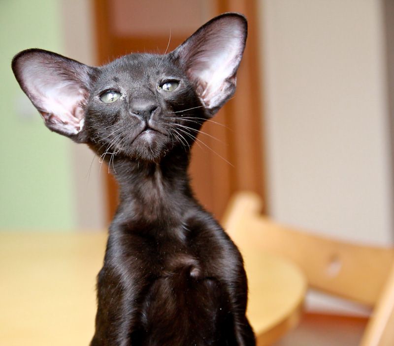 Ориентальная короткошёрстная кошка : содержание дома, фото, купить, видео, цена