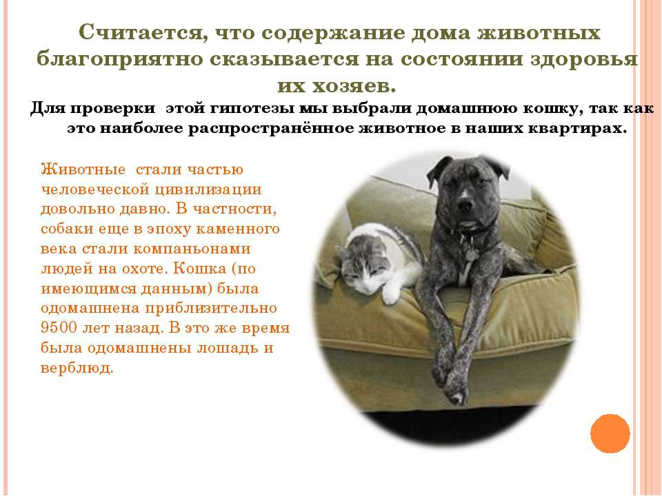 Собака в доме по православию ⛪ отношение церкви к собакам, собаки ангелы посланные для испытания человеческих душ, почему в православии собака считается нечистым животным