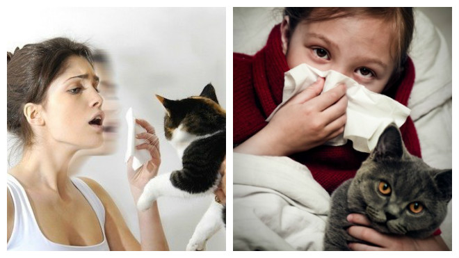 Аллергия на домашних животных - полезные советы