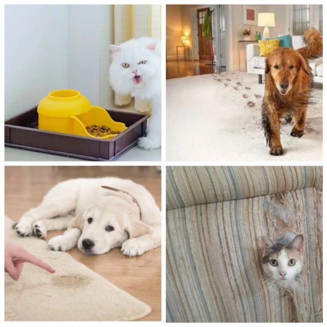 Как снять квартиру с собакой или кошкой: аренда квартиры, если у вас питомец - недвижимость - журнал домклик