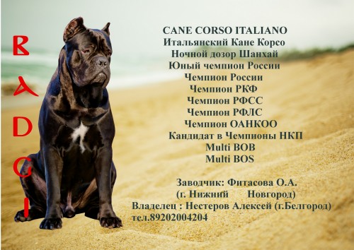 Кане-корсо итальяно: всё, что нужно знать об этой породе собак от а до я