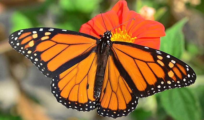 Разница между монархом и наместником бабочки