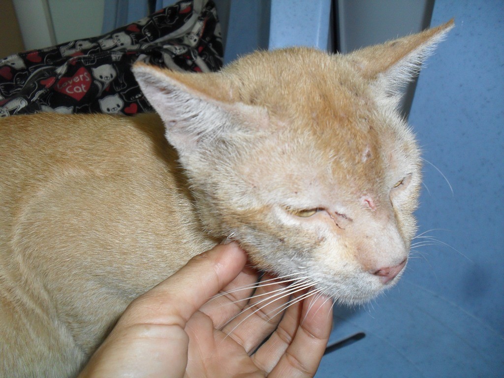 Токсоплазмоз у кошек - симптомы и лечение