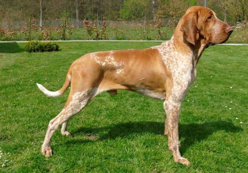 Порода собак английский пойнтер: описание, фото, цена, характер, уход, возможные болезни и питание