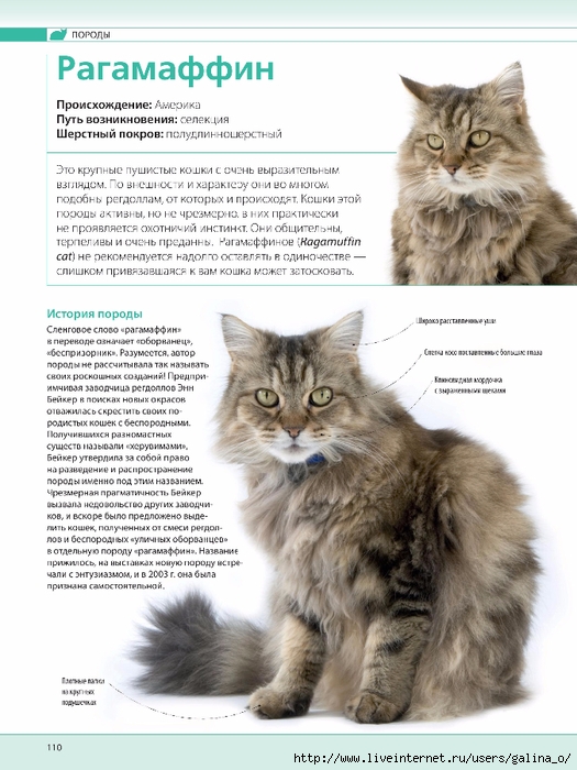 Кошка корат: описание внешности и характера породы, уход за питомцем и его содержание, выбор котёнка, отзывы владельцев, фото кота